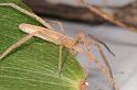 Tibellus_tenellus_D7732_Z_89_North Stradbroke island_Australie